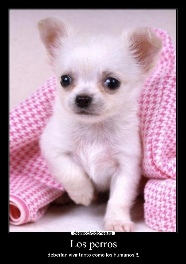 Los perros -
