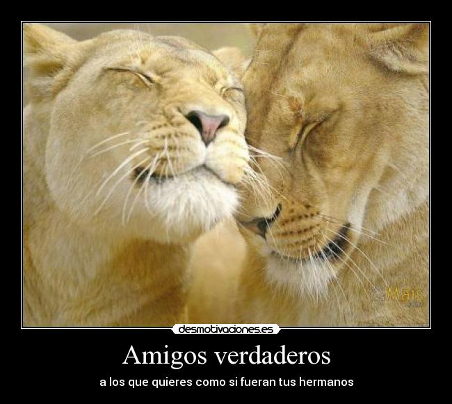 Amigos verdaderos - 