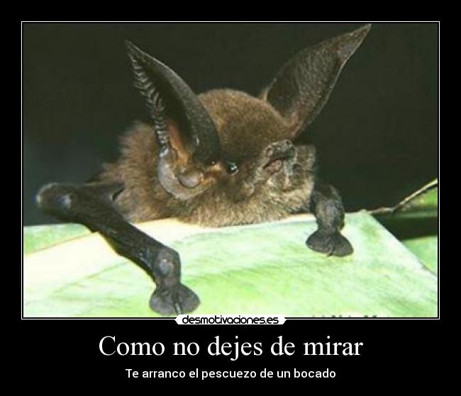 Como no dejes de mirar - Te arranco el pescuezo de un bocado