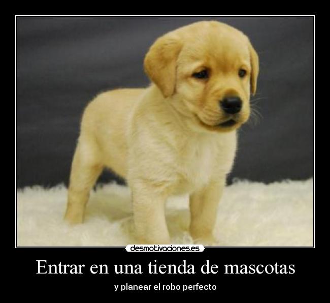 Entrar en una tienda de mascotas - y planear el robo perfecto