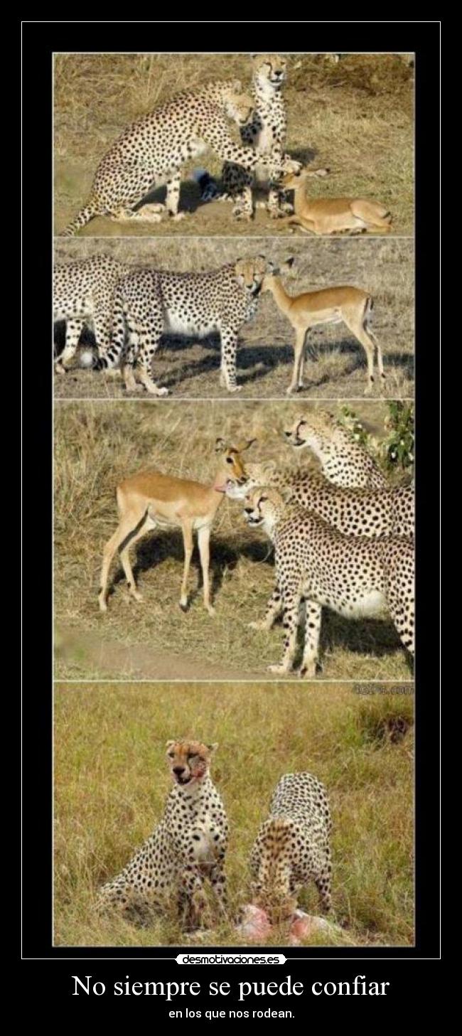 No siempre se puede confiar - 