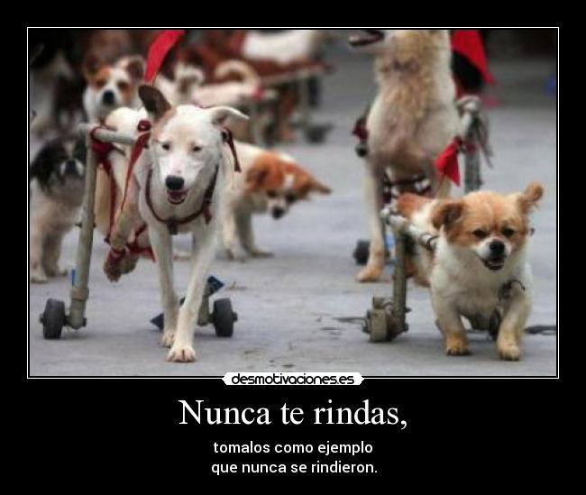Nunca te rindas, - 