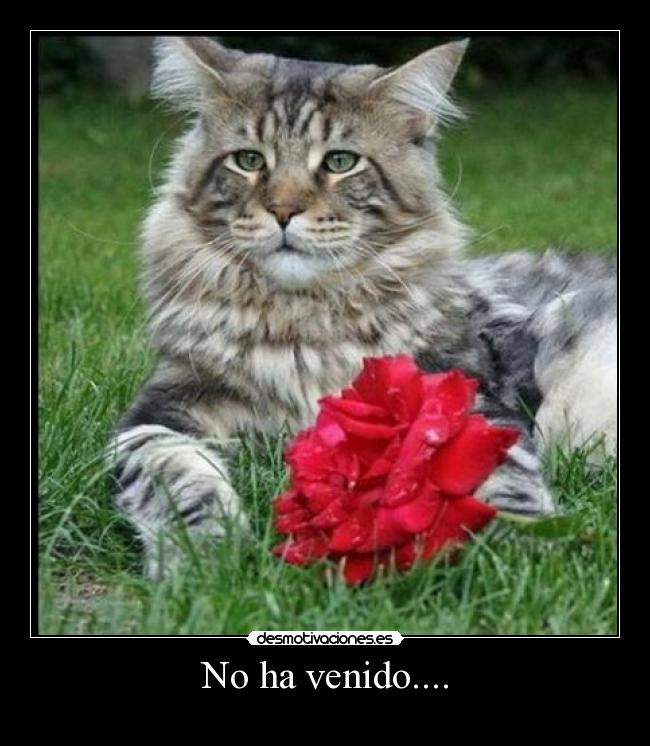 No ha venido.... -