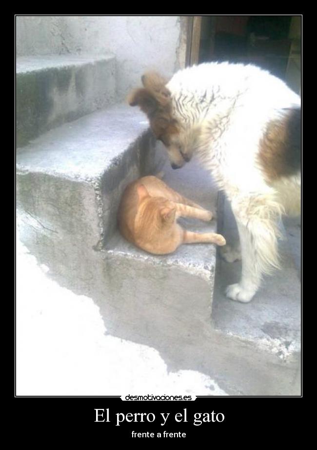 El perro y el gato - frente a frente