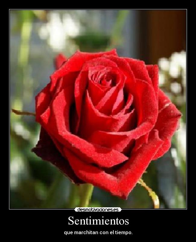 carteles sentimientos rosas rojas son desmotivaciones