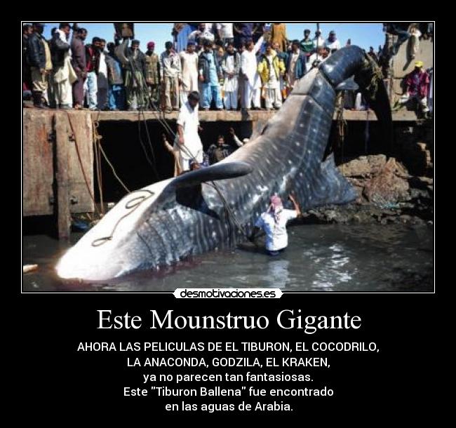 Este Mounstruo Gigante - AHORA LAS PELICULAS DE EL TIBURON, EL COCODRILO,
LA ANACONDA, GODZILA, EL KRAKEN,
ya no parecen tan fantasiosas.
Este Tiburon Ballena fue encontrado
en las aguas de Arabia.