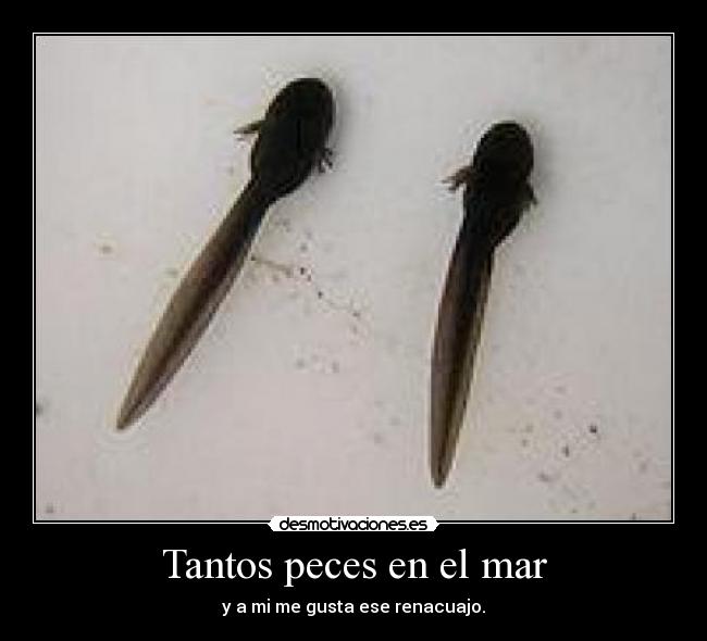 Tantos peces en el mar -