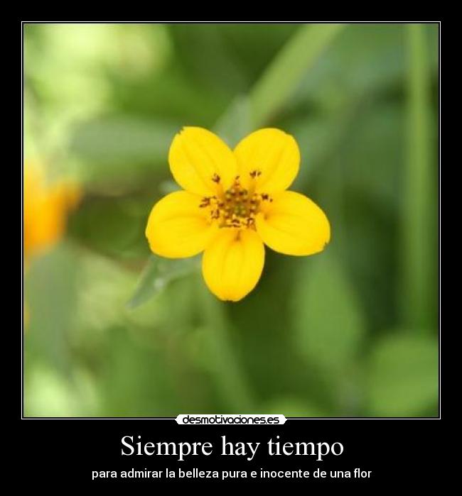 Siempre hay tiempo - para admirar la belleza pura e inocente de una flor