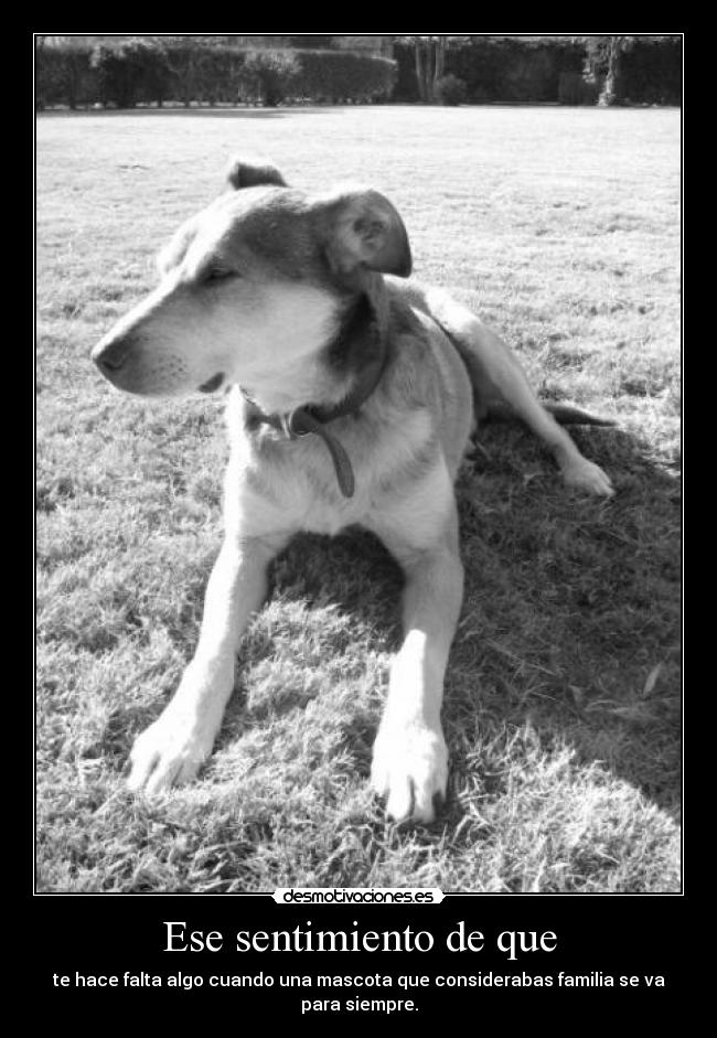 Ese sentimiento de que -