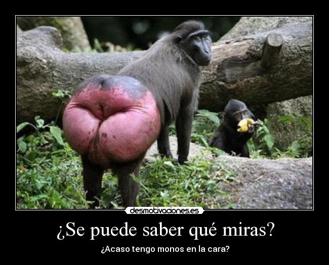 ¿Se puede saber qué miras? - ¿Acaso tengo monos en la cara?