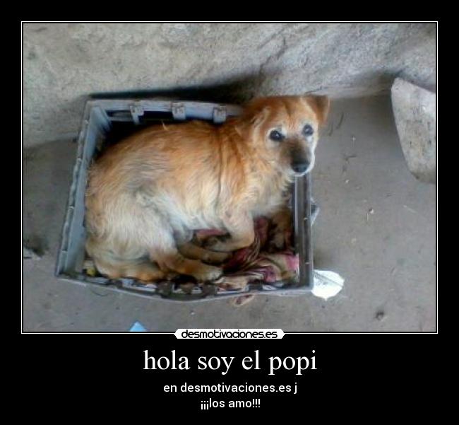 hola soy el popi - en desmotivaciones.es j
¡¡¡los amo!!!