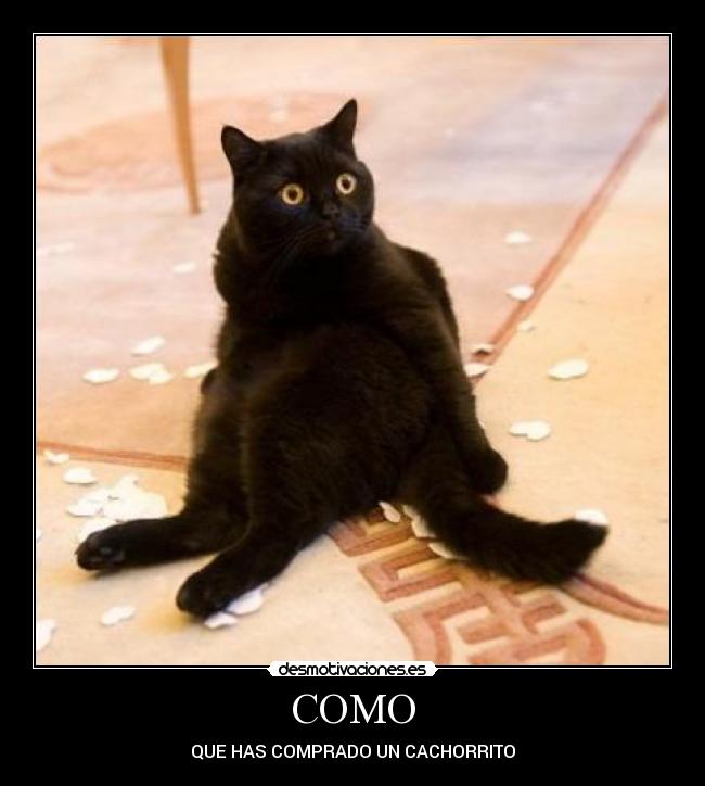 COMO - QUE HAS COMPRADO UN CACHORRITO