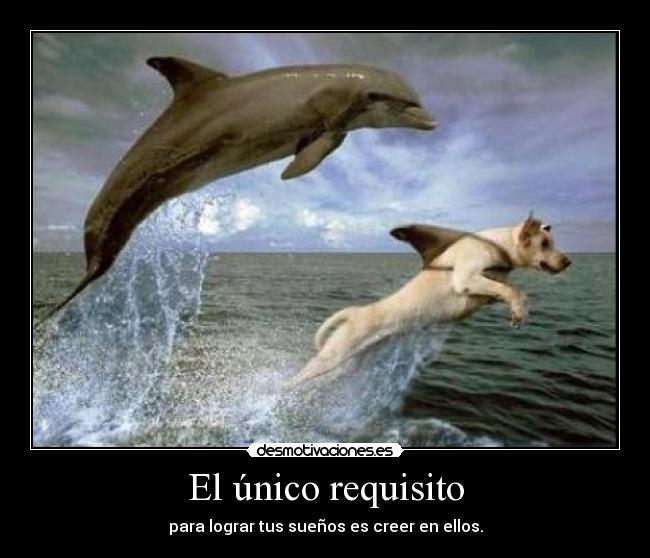 carteles sweet cartel lograr los suenos perro delfin desmotivaciones