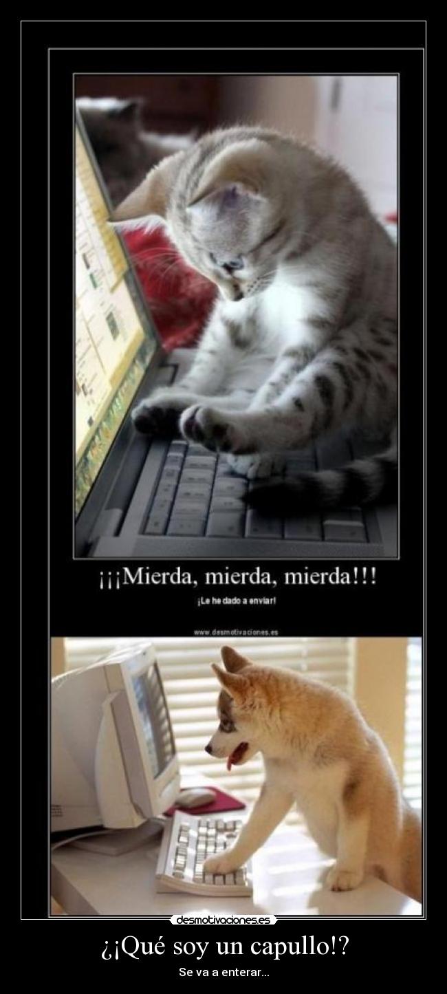 ¿¡Qué soy un capullo!? - Se va a enterar...