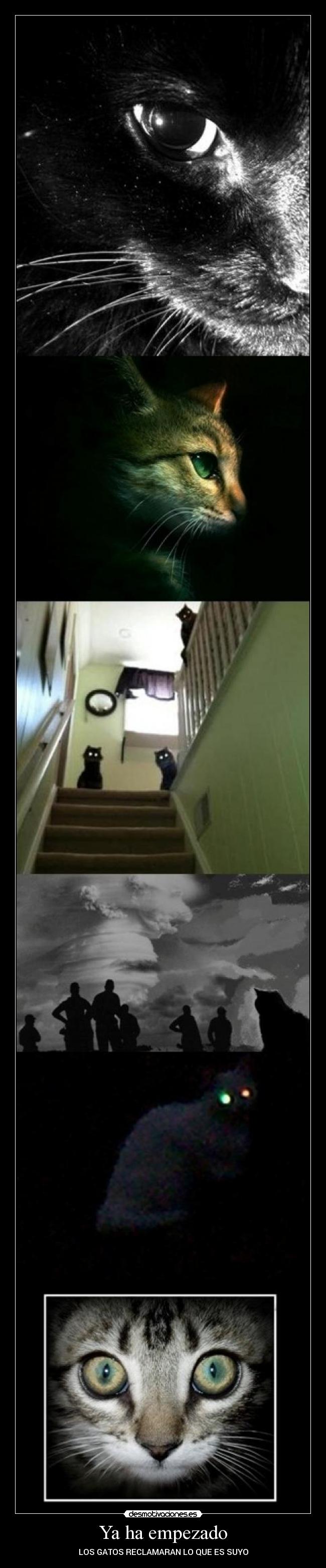 Ya ha empezado - LOS GATOS RECLAMARAN LO QUE ES SUYO