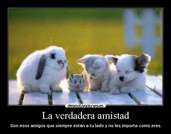 carteles amistad amistad desmotivaciones