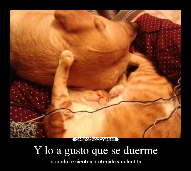 Y lo a gusto que se duerme - 