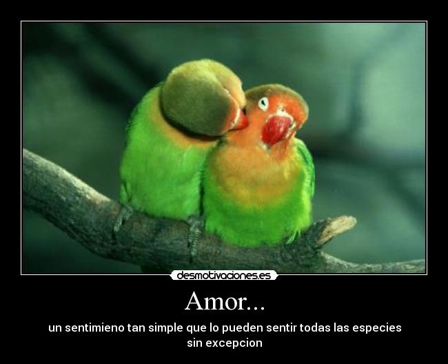 Amor... -