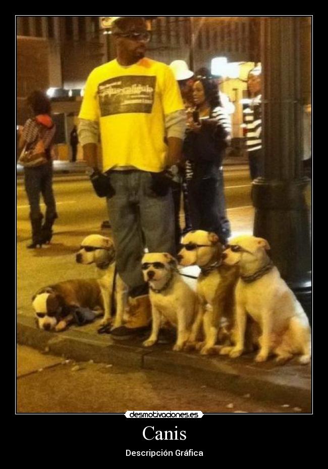 Canis - Descripción Gráfica