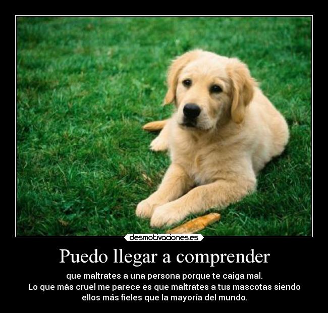 Puedo llegar a comprender - que maltrates a una persona porque te caiga mal.
Lo que más cruel me parece es que maltrates a tus mascotas siendo
ellos más fieles que la mayoría del mundo.