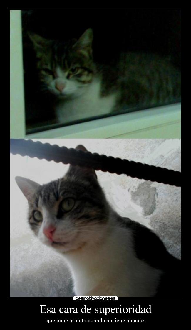 Esa cara de superioridad - que pone mi gata cuando no tiene hambre.