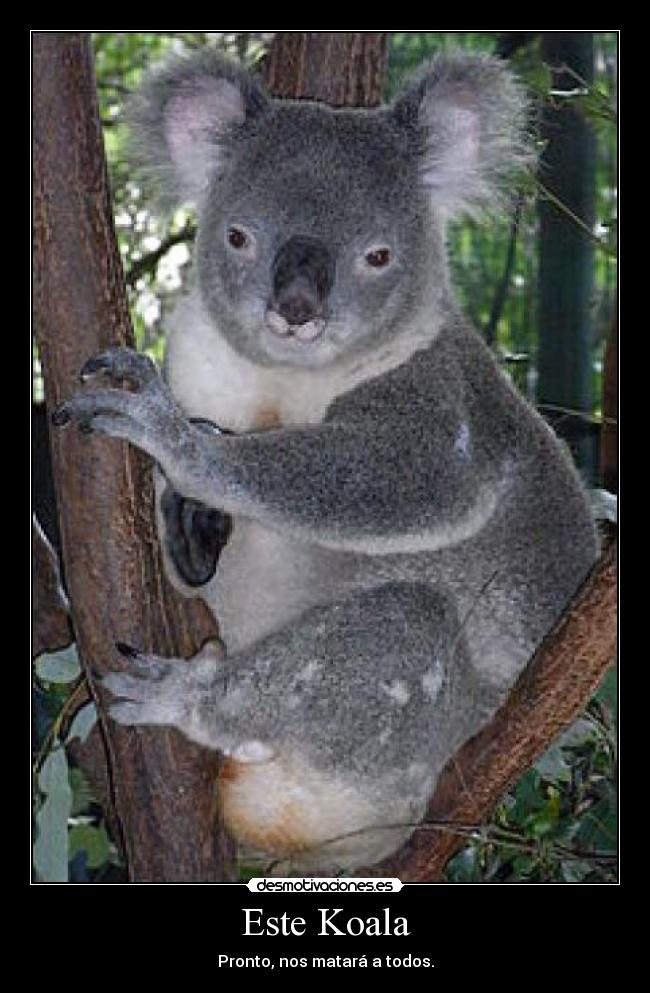 Este Koala - 