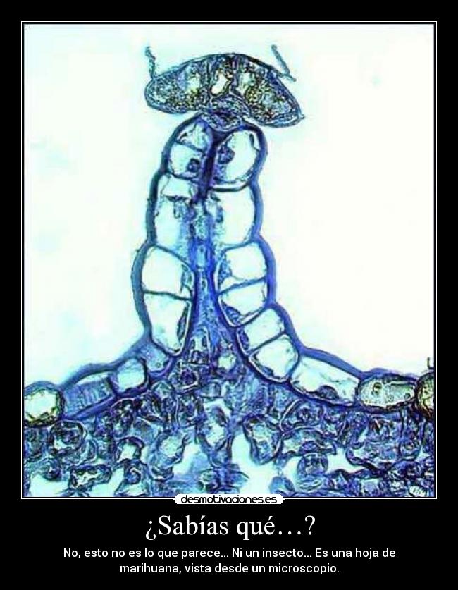¿Sabías qué…? - No, esto no es lo que parece... Ni un insecto... Es una hoja de
marihuana, vista desde un microscopio.