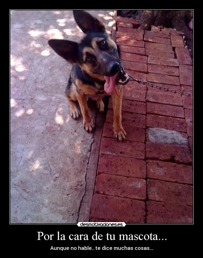Por la cara de tu mascota... - 