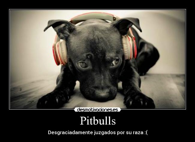 Pitbulls - Desgraciadamente juzgados por su raza :(