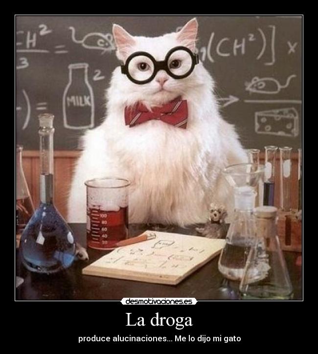 La droga - produce alucinaciones... Me lo dijo mi gato