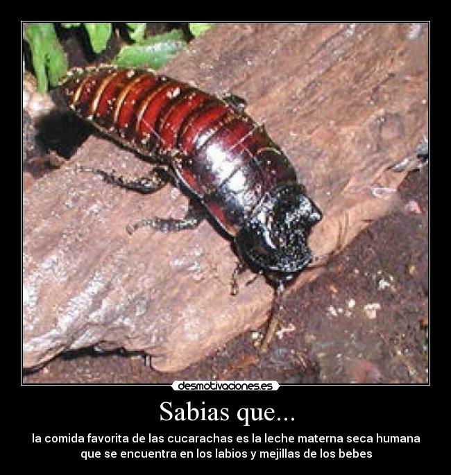 Sabias que... - la comida favorita de las cucarachas es la leche materna seca humana
que se encuentra en los labios y mejillas de los bebes