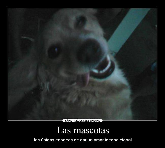 Las mascotas -