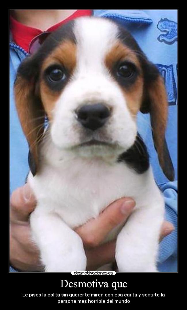 carteles perros monisimos mascota pisar persona horrible desmotivaciones