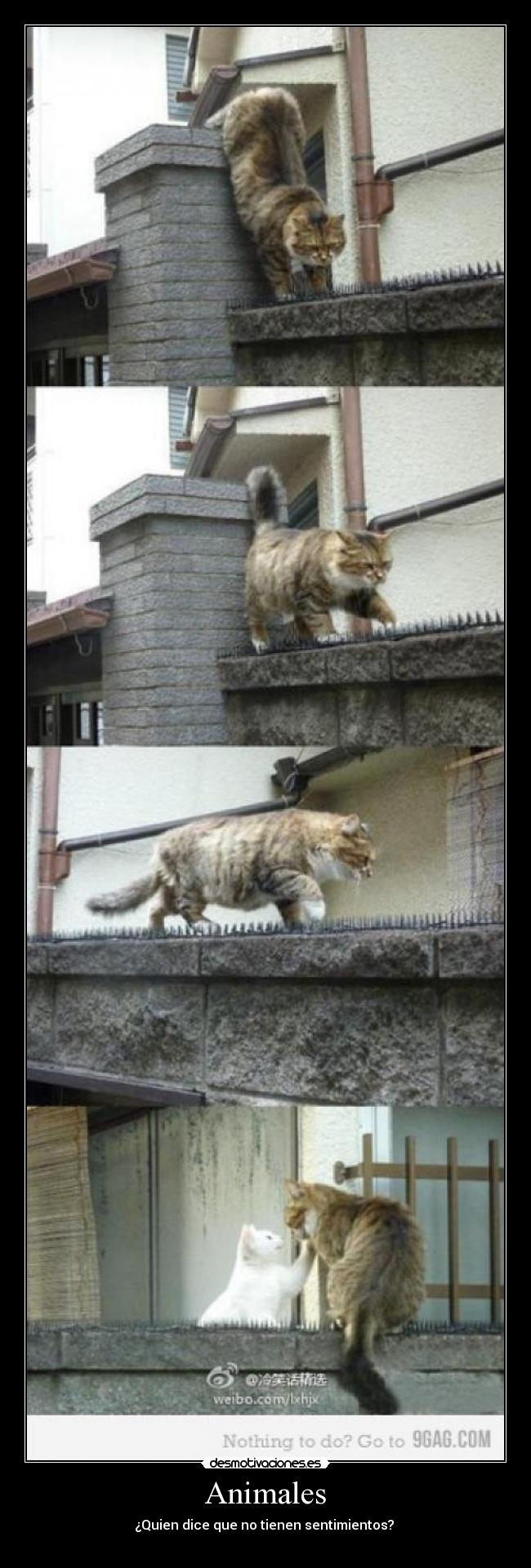 Animales - ¿Quien dice que no tienen sentimientos?
♥