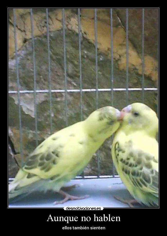 carteles aves desmotivaciones