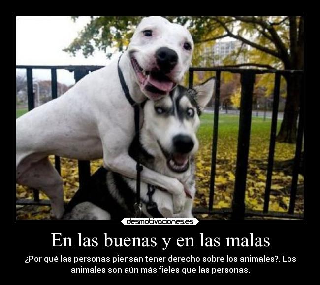 En las buenas y en las malas - ¿Por qué las personas piensan tener derecho sobre los animales?. Los
animales son aún más fieles que las personas.