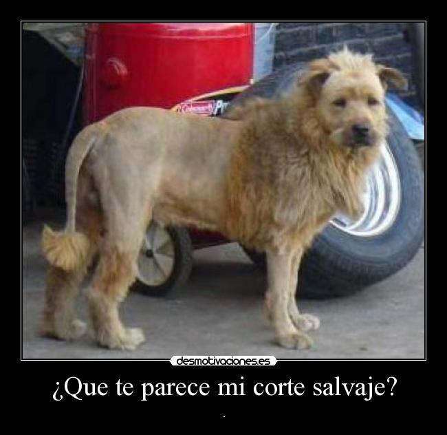 carteles salvaje desmotivaciones