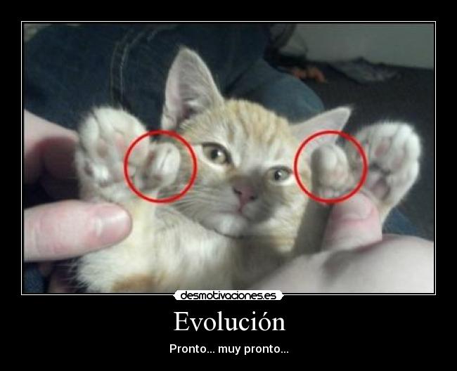 Evolución - 