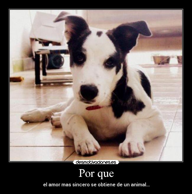 Por que - el amor mas sincero se obtiene de un animal...