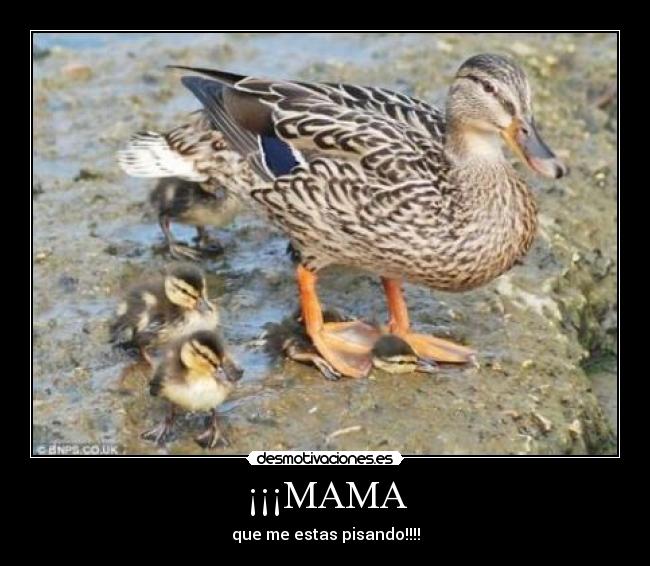 ¡¡¡MAMA - que me estas pisando!!!!