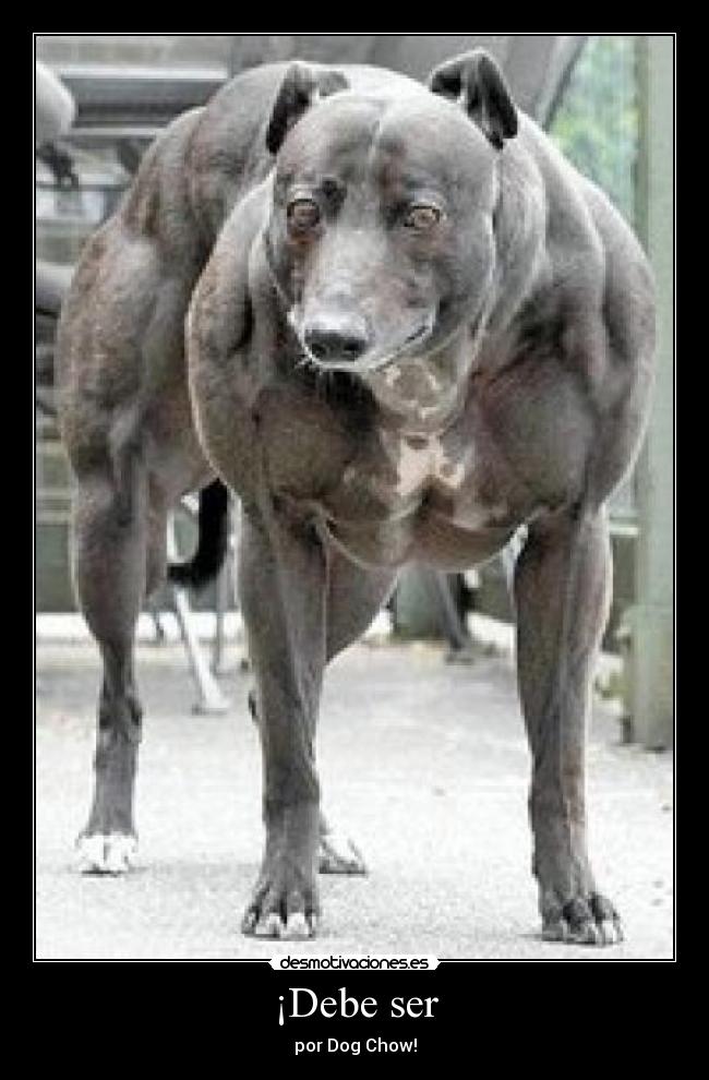 ¡Debe ser - por Dog Chow!