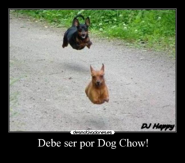 carteles debe ser por dog chow perros voladores mundo paralelo desmotivaciones