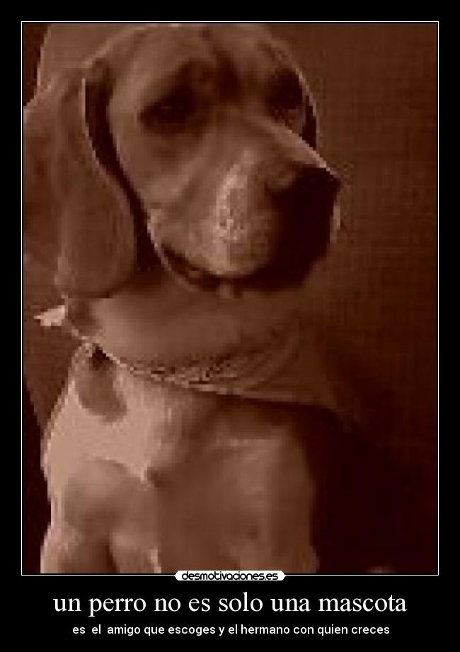 un perro no es solo una mascota - 