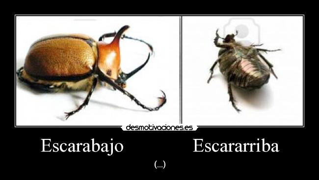Escarabajo Escararriba - (...)