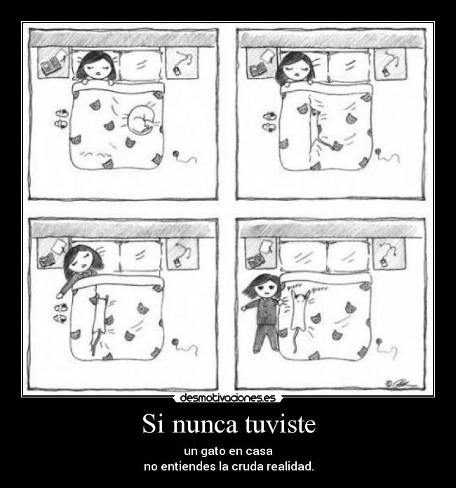 Si nunca tuviste - un gato en casa
no entiendes la cruda realidad.