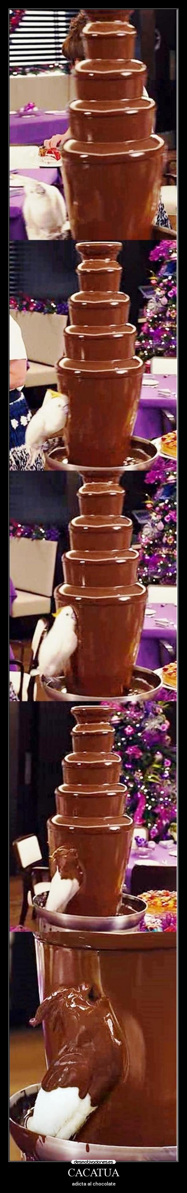CACATUA - adicta al chocolate