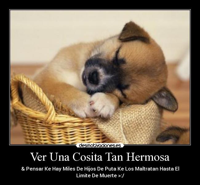 Ver Una Cosita Tan Hermosa - & Pensar Ke Hay Miles De Hijos De Puta Ke Los Maltratan Hasta El
Limite De Muerte >:/