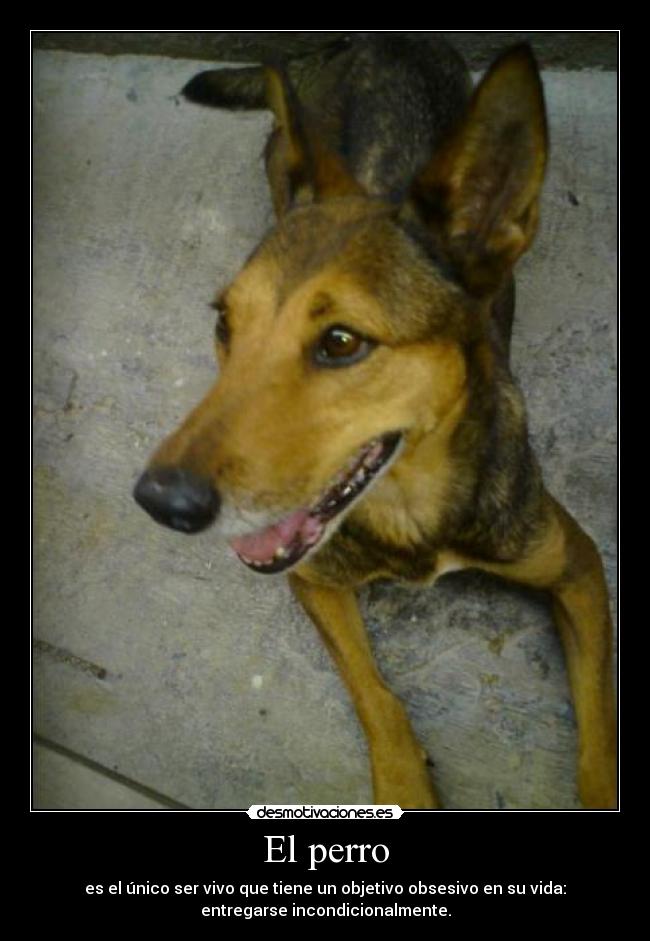 El perro -