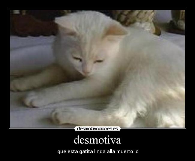 desmotiva - que esta gatita linda alla muerto :c