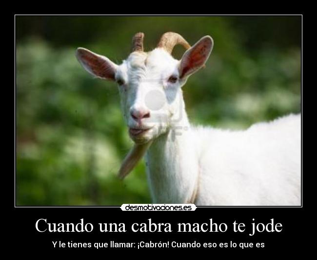 carteles cabron desmotivaciones